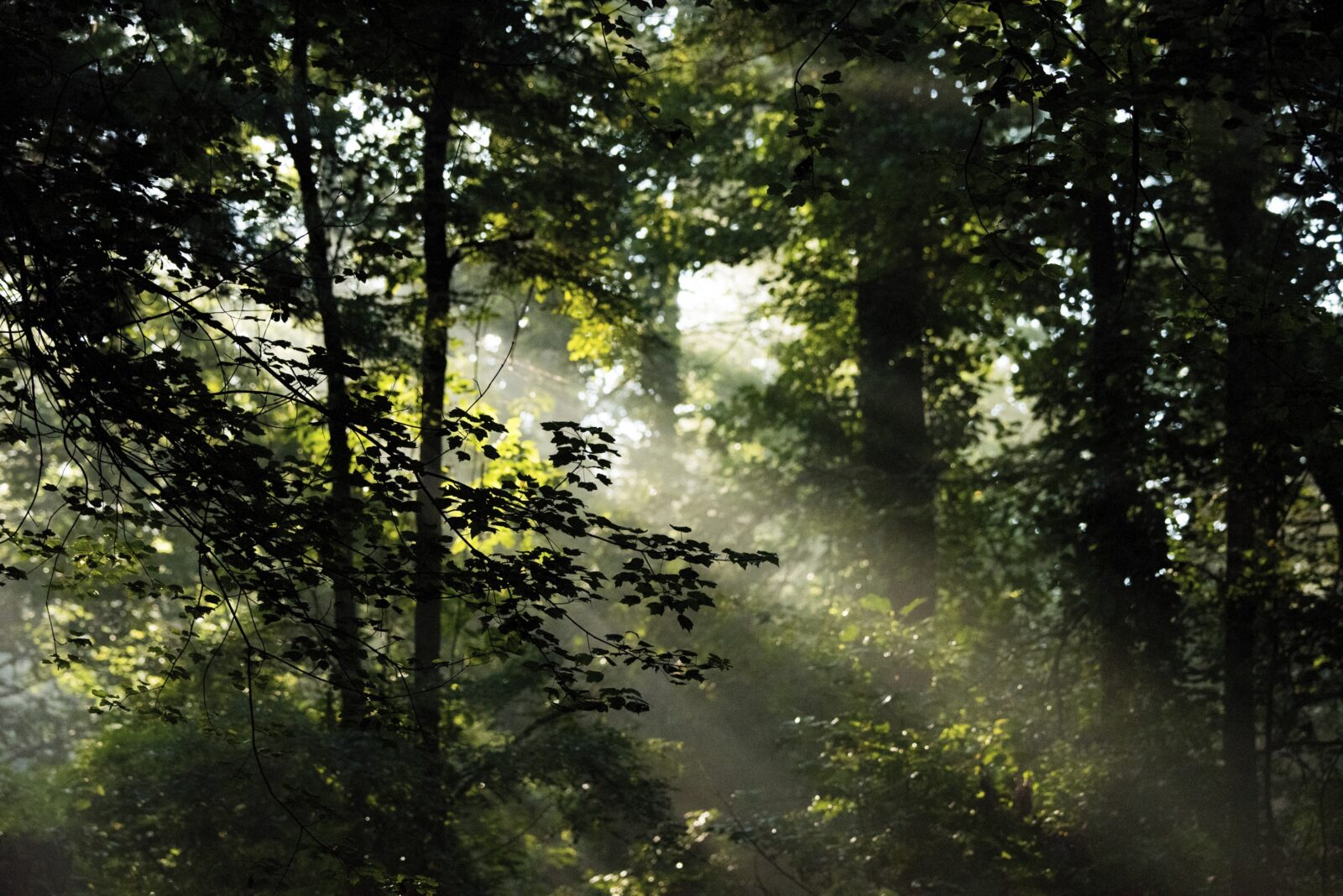An early morning scene in Davidson River Campground, Pisgah National Forest, NC. (USDA photo by Lance Cheung). Original public domain image from Flickr