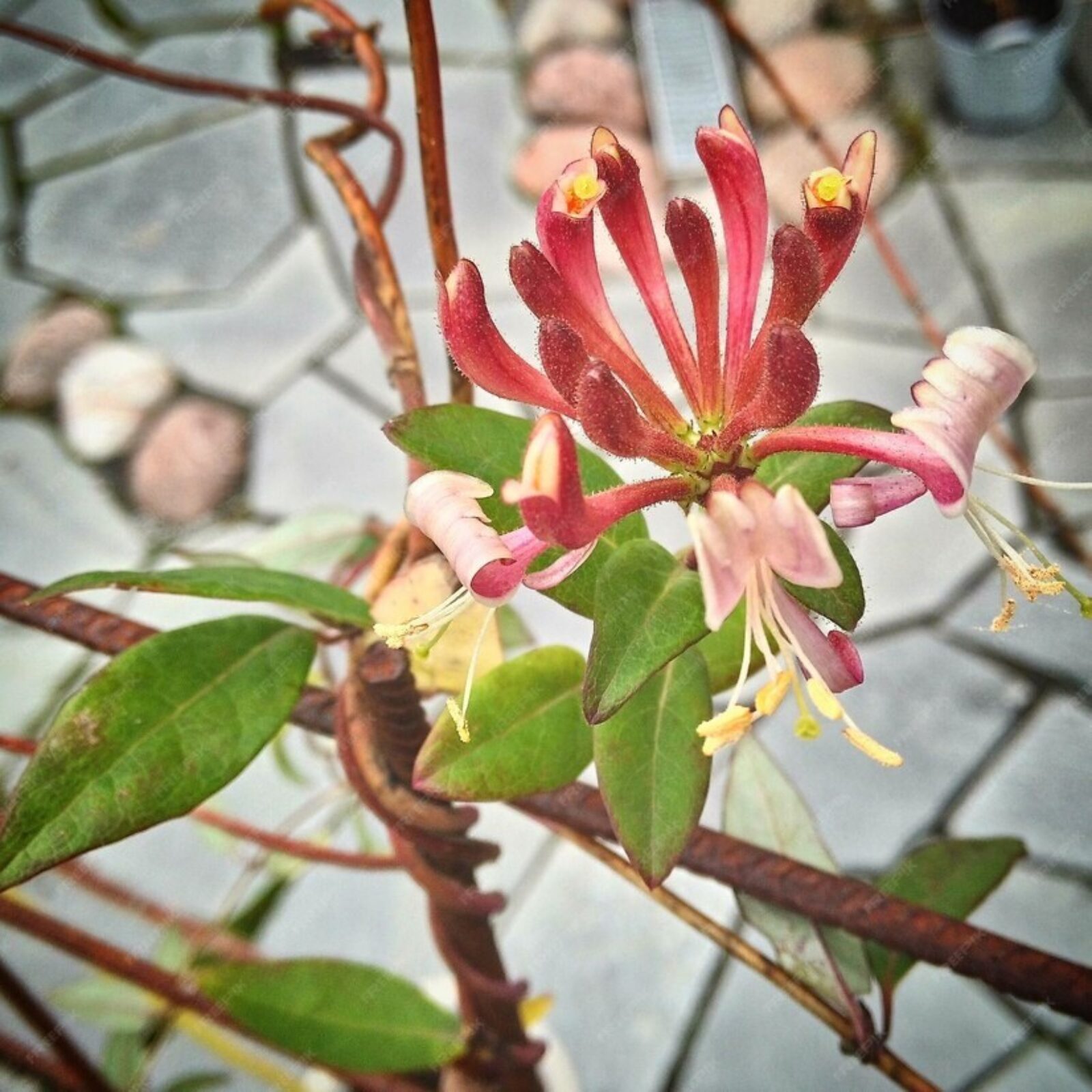 Freekpik Eye Em close up flowers blooming outdoors 1048944 30029400