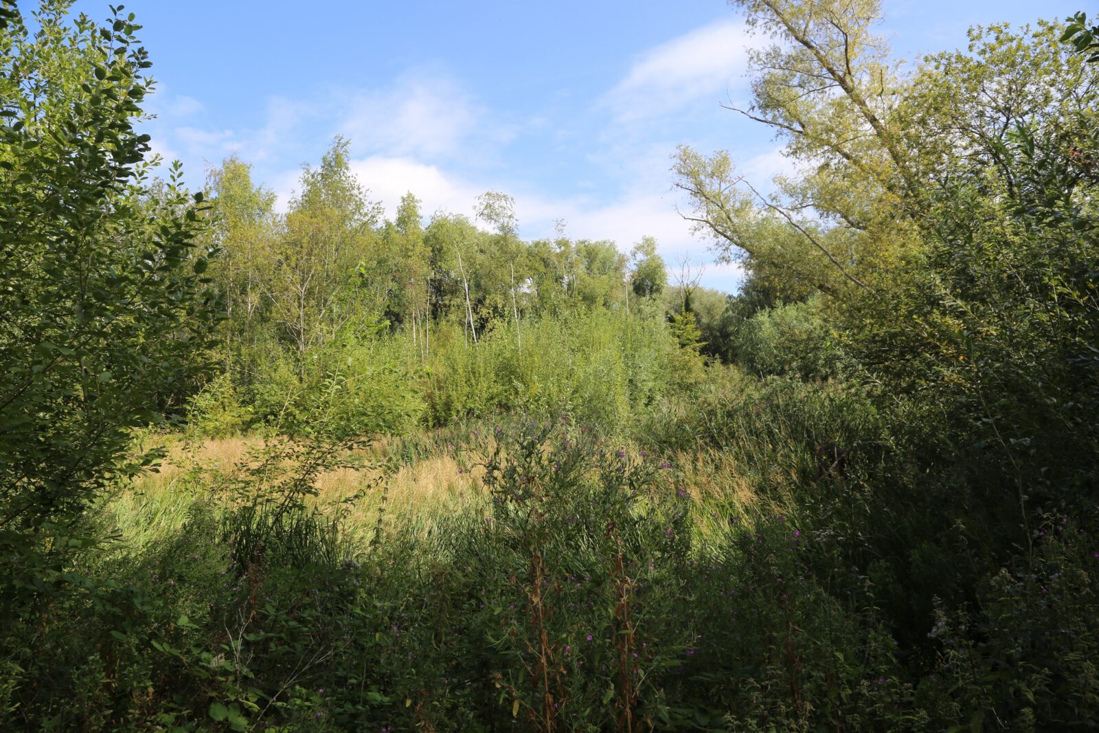 IMG 6945 70