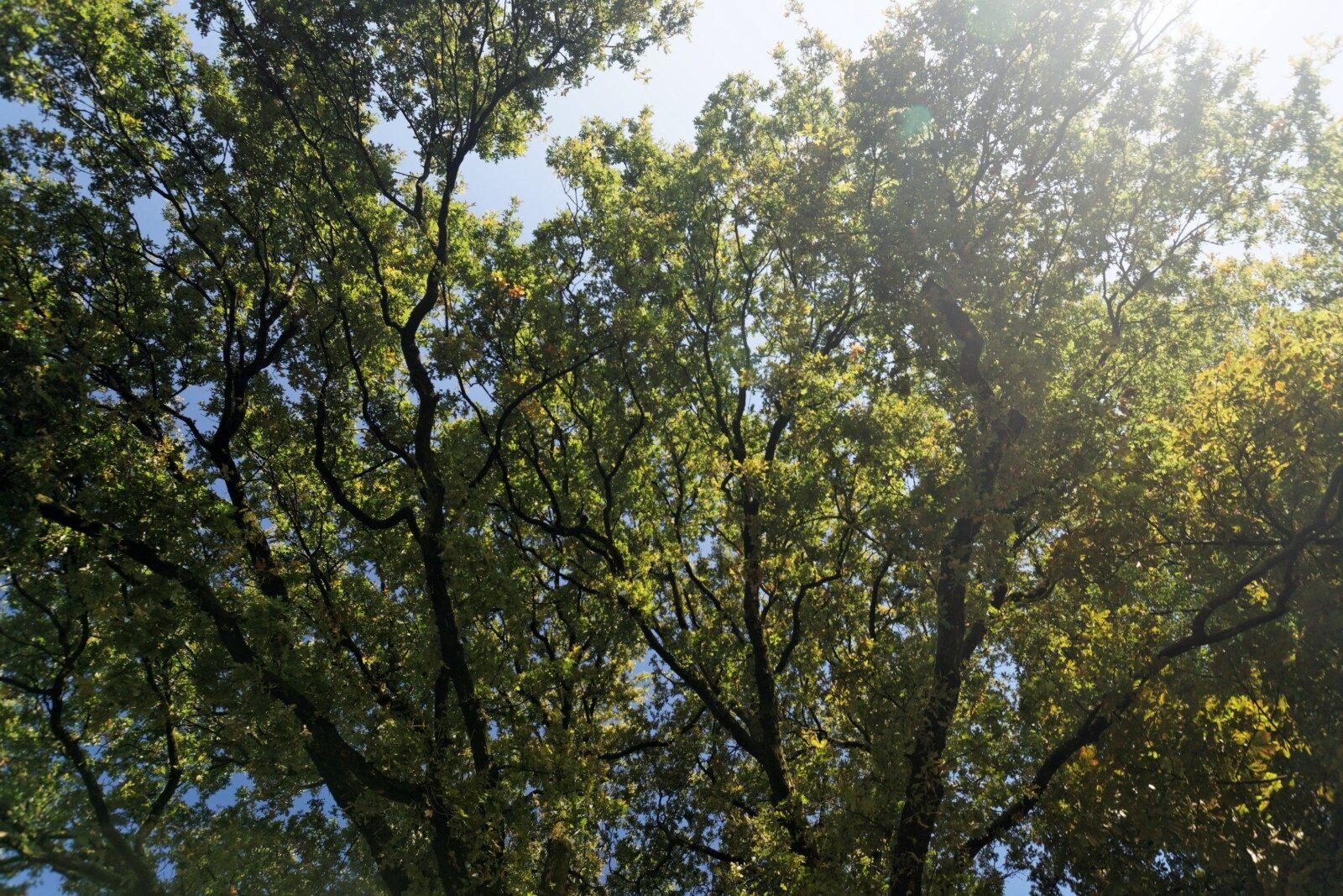 View Up on Monumental Oak Tree about 200 years old