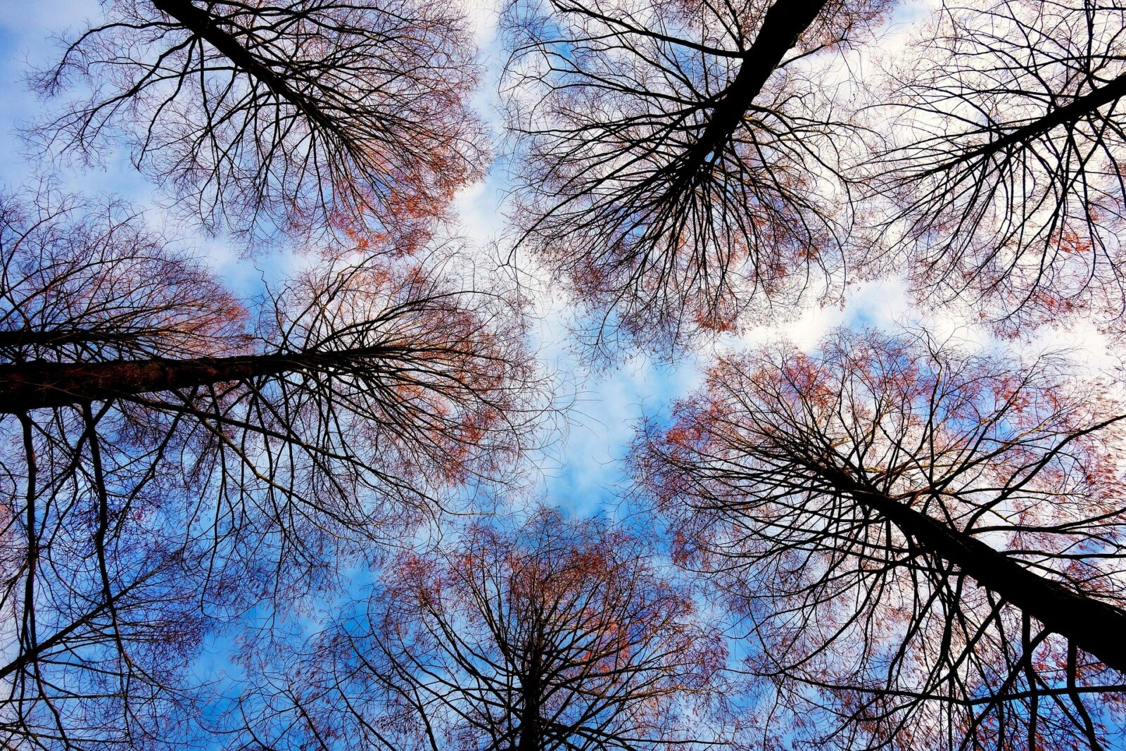 Mabelamber treetops 2991743 1920