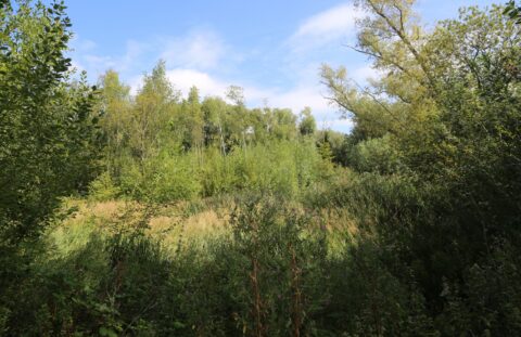 IMG 6945 70