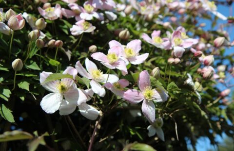 Pixabay etienne F59clematis 3369243 1280